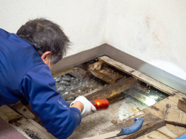 Best Attic Mold Removal  in East Massapequa, NY