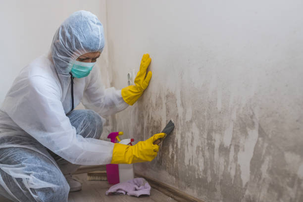 Crawl Space Mold Removal in East Massapequa, NY
