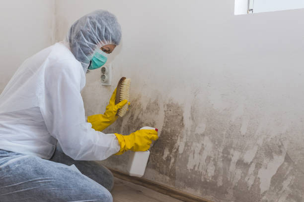 Best Mold Damage Repair  in East Massapequa, NY