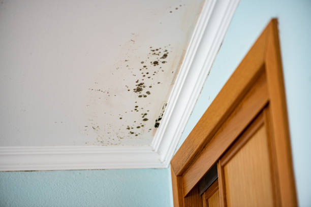 Professional Mold Removal in East Massapequa, NY
